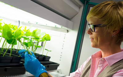 Casando agricultura molecular e fabricação avançada para desenvolver uma vacina COVID-19