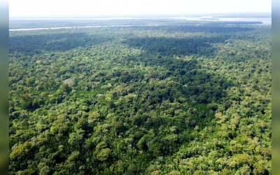 Amazônia pode ser maior repositório de coronavírus do mundo, diz cientista