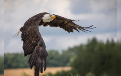 Animais e paisagens retornam com a quarentena