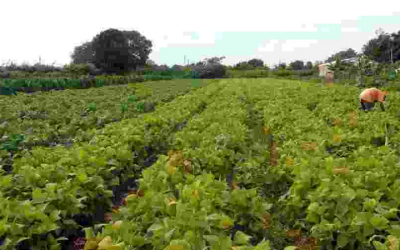 Senado aprova projetos para agricultores familiares e cuidadores