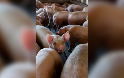 SARS-CoV-2 em morcegos, furões, porcos e galinhas: um estudo experimental de transmissão