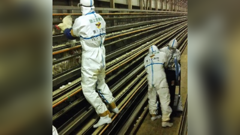 UE alerta para possível surto de gripe aviária