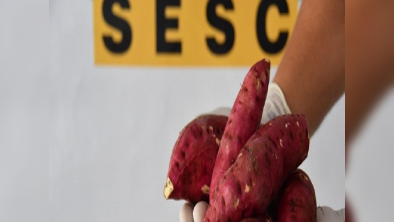 Projeto Mesa Brasil Sesc doa cerca de seis toneladas de batata doce em CG