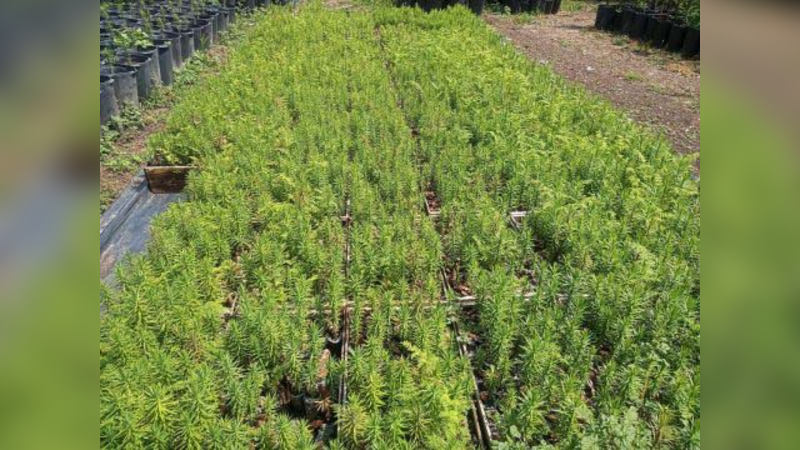 UFPR vai trocar 10 mil mudas de araucária por alimentos para doação